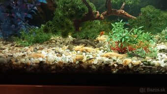 Prisavnik, prísavniky, prisavnici - 2