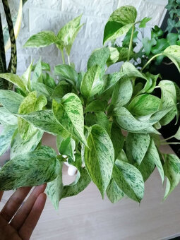 Izbové rastliny - 2