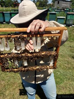 Predám včely - 2