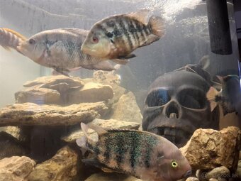 Cichlazoma Americka - 2