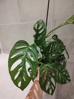 Monstera Adansonii - 2