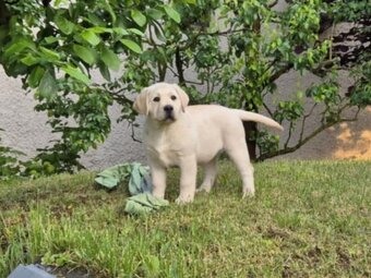 Labrador s PP - 2