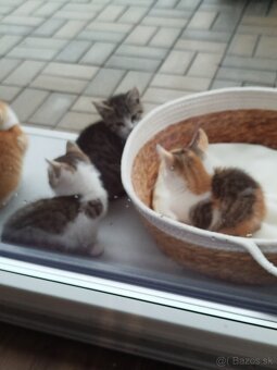 Darujem mačiatka - 2