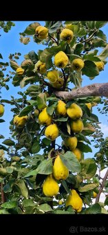 RETRO SLADKOSŤ STARÝCH ČIAS  tzv.  DULOVÝ  SYR - 2