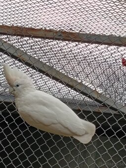 Kakadu šalamúnsky - 2