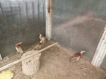 Predám bažanty - 2