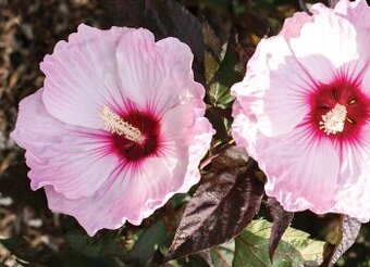 Ibistek bahenny- semena mix 3 farieb - 2