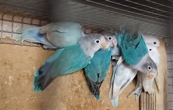Predám papagájov: - 2