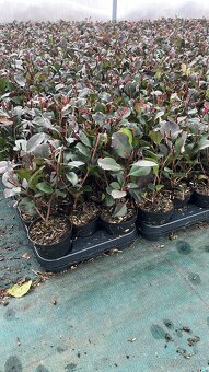 Červienka Red Robin - 2