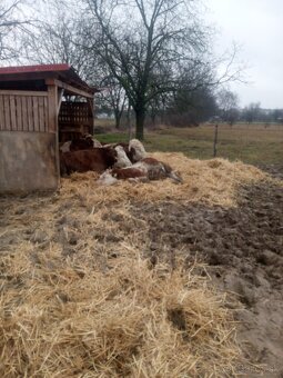 Brigáda s UBYTOVANIM na farme - 2