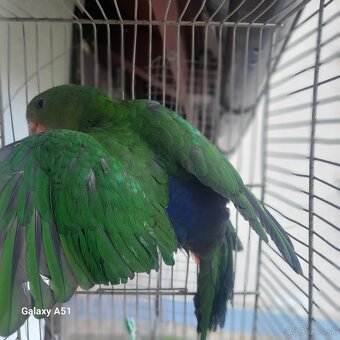 Papagaj kralovsky - 2