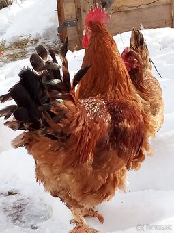 Kalimero red násadové v. - 2