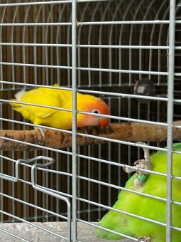 Agapornis Hnedohlavý - 2