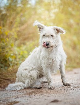 Darujem kríženca - 2