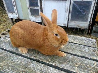 Burgundský králik - 2