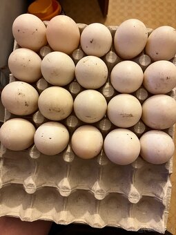 Násadové vajcia Saských kačíc - 2