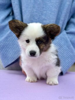 Welsh corgi cardigan s PP - 2