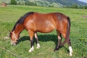 Welsh pony B mladá klisna - 2