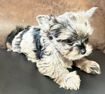 Yorkshire Terrier s PP - 2
