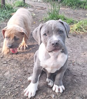 American bully - 2
