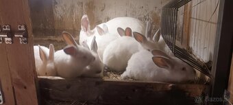 Predám králiky kalif. - 2