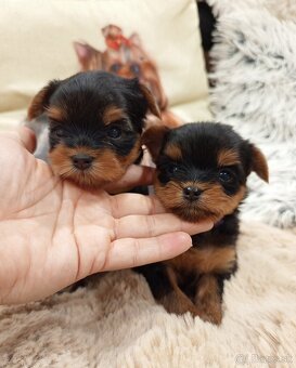 Yorkshire terrier, york - šteniatka s PP (preukazom pôvodu) - 2