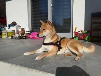 Shiba inu - 2