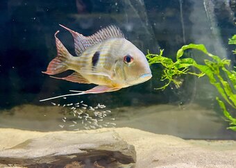 Geophagus Abalios samec - 2