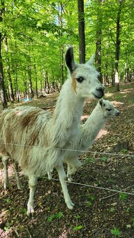 Lama krotka - 2