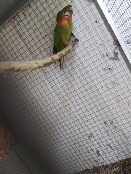 Aratinga ruzohrdly - 2