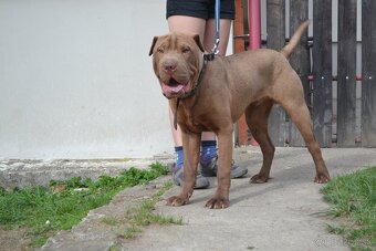 Psík Tank na adopciu. - 2