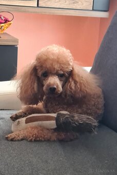 Pudel toy krytie - 2