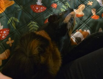 Darujem morčiatko - 2