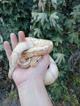 Predám samca python regius - 2