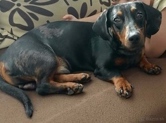 Jazvečík - darujem - 2