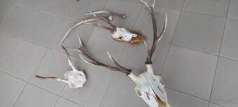 Parohy srnčie a jelenie - 2