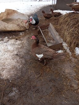 Pižmové kačky ( čínske kačky) 8 ks - 2