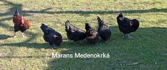 NV Marans Medenokrká/ Pšeničná - 2