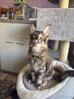 Mainská mývalia mačka s pp / maine coon s pp - 2