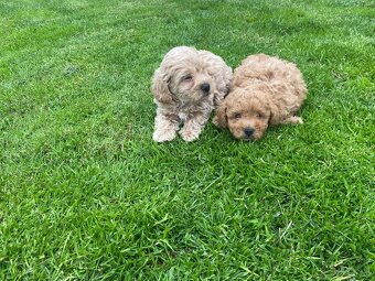 Predam maltipoo - 2