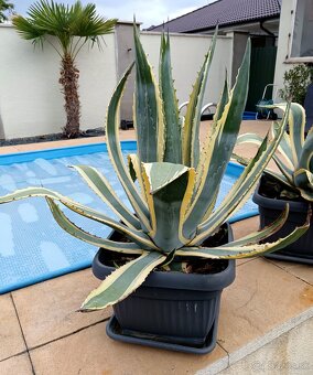 Agave Amerikana Marginata, Aloe vera - 2