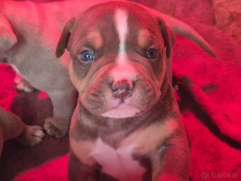 American bully pocket - 2