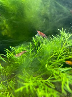 Krevetky red cherry - 2