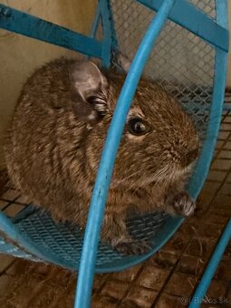 Osmák Degu - 2