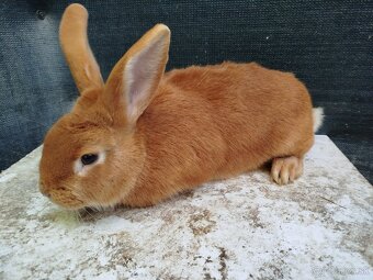 Burgundsky kralik - 2