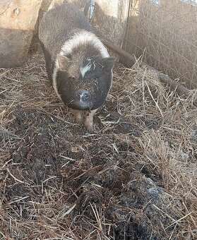 Vietnamské prasatá, prasiatka - 2