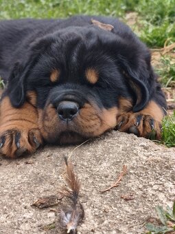 rotvailer,rottwailer,rottweiler,rotvajler - 2