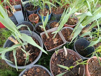 Arundo - 2