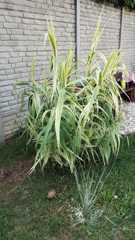 Arundo,ozdobnica gigant - 2
