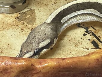 Python regius -blue eyes, yellow belly & leopard - 2